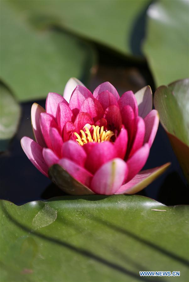 #CHINA-WATER LILY-BLOSSOM (CN)