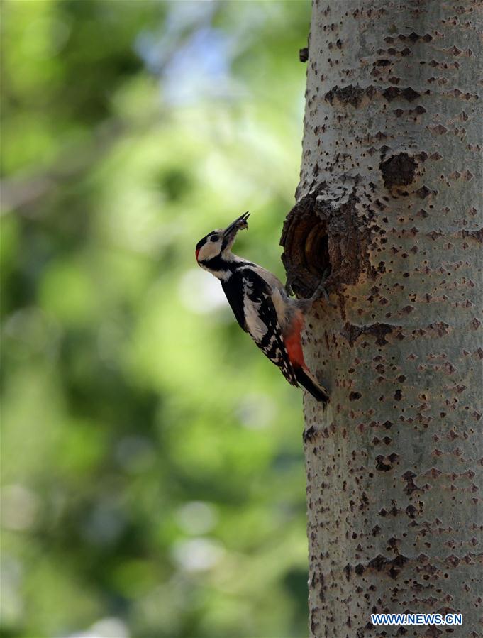 CHINA-LIAONING-SHENYANG-WOODPECKER (CN)