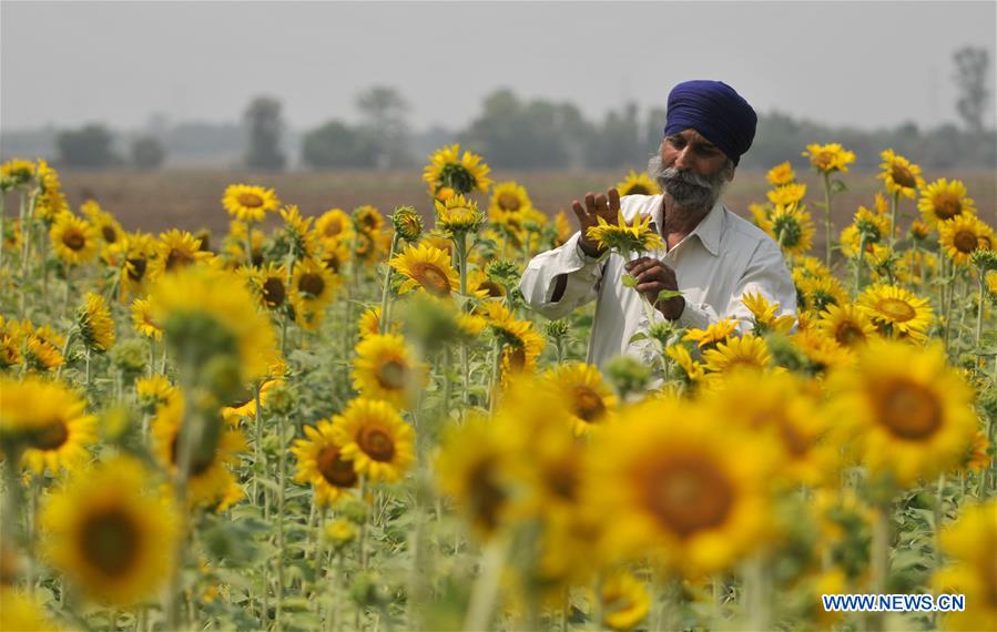 KASHMIR-JAMMU-SUNFLOWERS