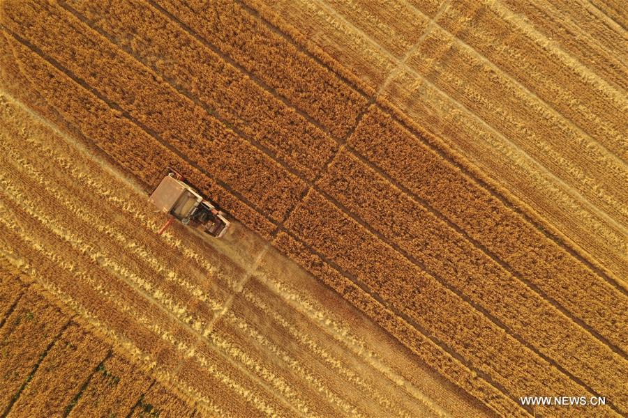 CHINA-HEBEI-XIONGAN-WHEAT HARVEST (CN)