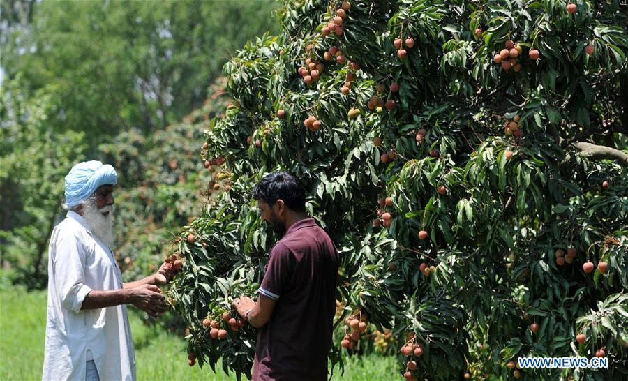 KASHMIR-JAMMU-LITCHI HARVEST