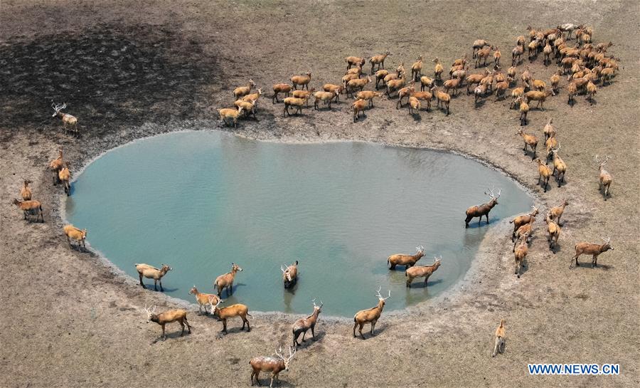 CHINA-JIANGSU-MILU NATIONAL NATURE RESERVE-POPULATION-GROWTH (CN)