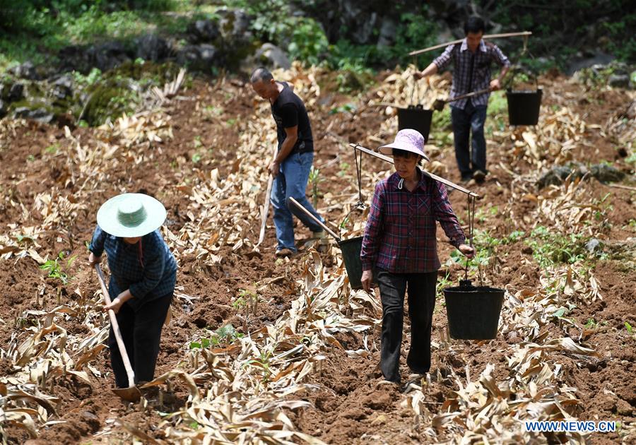 CHINA-GUANGXI-DU'AN-FARM WORK (CN)