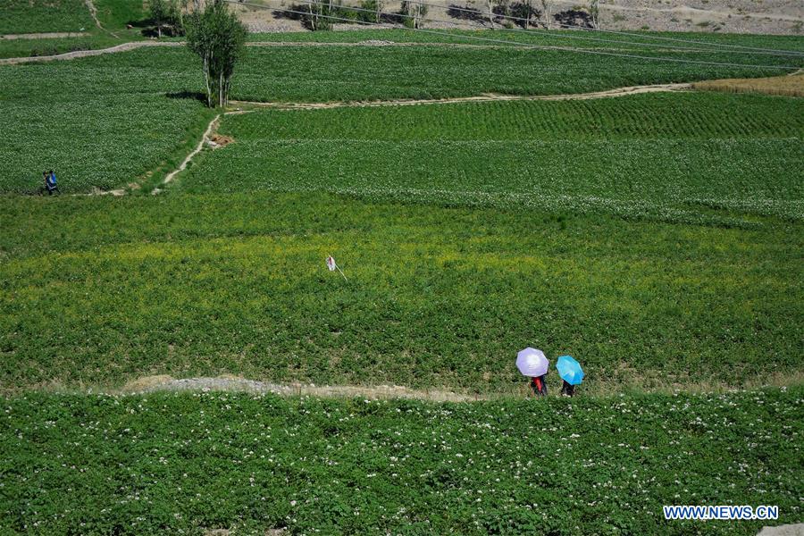 AFGHANISTAN-BAMYAN-POTATO BLOSSOM-FESTIVAL