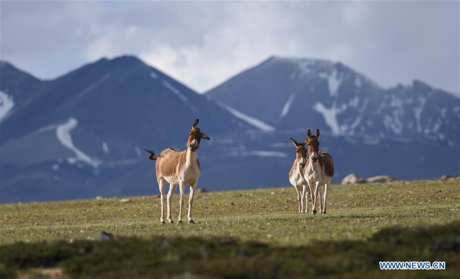 CHINA-TIBET-ALI-SCENERY (CN)