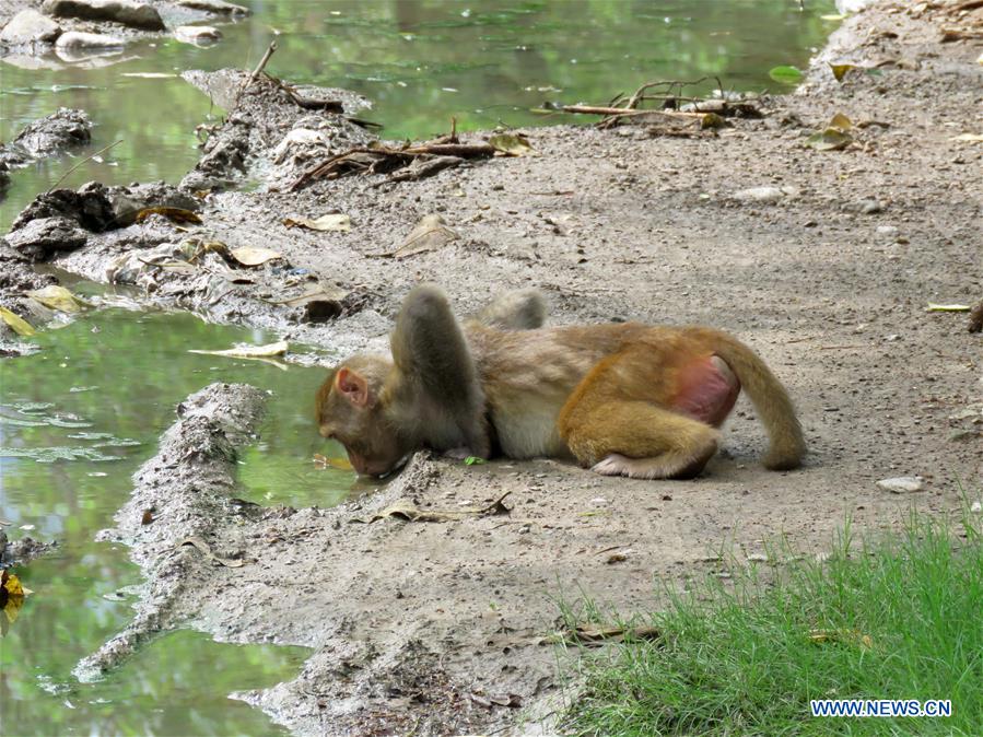 PAKISTAN-ISLAMABAD-MONKEY