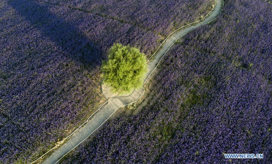 CHINA-NINGXIA-MAOWUSU DESERT-VERVAIN (CN)