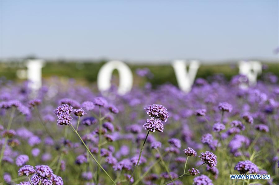 CHINA-NINGXIA-MAOWUSU DESERT-VERVAIN (CN)