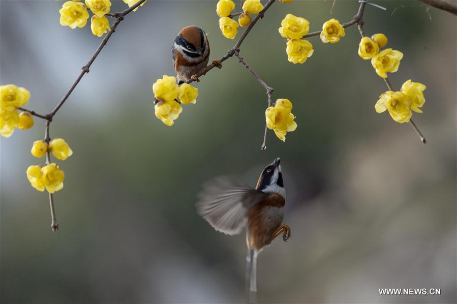 #CHINA-JIANGSU-WINTER-FLOWERS (CN)