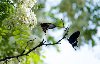 Butterflies resting on flowers in Shanghai