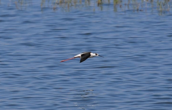 Wild birds seen in N China's Inner Mongolia