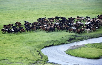 In pics: equine culture event in Inner Mongolia