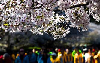 青岛赏花会启幕