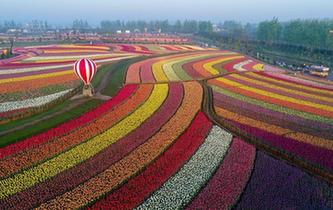 郁金香花开引客来